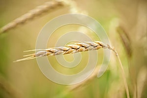 Spelt, closeup of the head