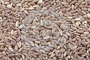 Spelt, farro, primitive wheat