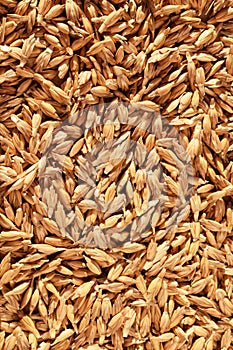 Spelt grains