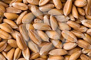 Spelt Grains Close up top view surface texture background