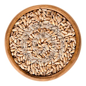 Spelt without husks in wooden bowl over white