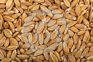 Spelt kernels