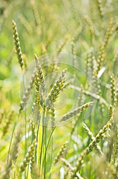 Spelt plants (Triticum spelta)