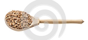 Spelt wheat grains in wooden spoon isolated