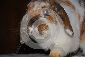 Spencer: white rabbit with brown