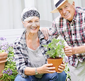 Spending time in the garden keeps us young. A happy senior couple busy gardening in their back yard.