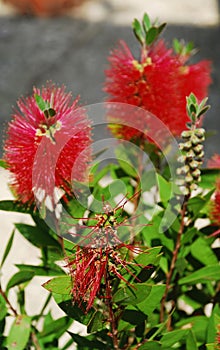 Spent Bottlebrush Flower