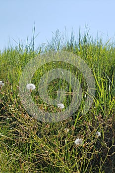 Spent flowers on the prairie