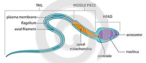 Sperm anatomy