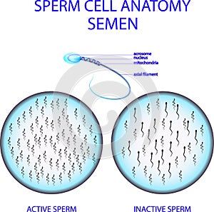 SPERM CELL ANATOMY. SEMEN
