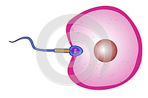 Sperm cell entry into the ovum egg cell