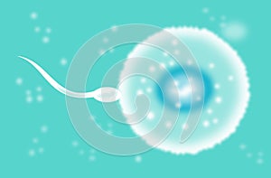 Sperm cell fertilizing egg