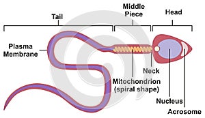 Sperm Cell of Human Body Anatomical Diagram