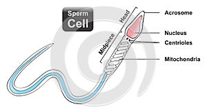 Sperm cell infographic diagram