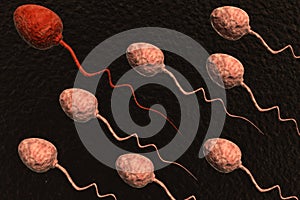 Sperm cells competing