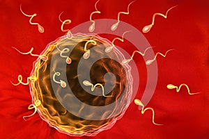 Sperm cells and human egg