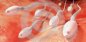 Sperm cells moving towards egg cell into the womb photo