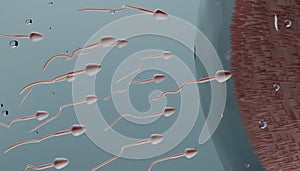 sperm cells and ovum conceptual illustration. Fertilization concept