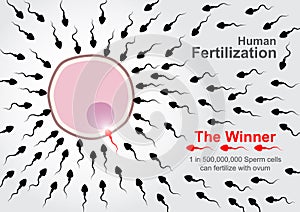 Sperm cells race to fertilize with ovum