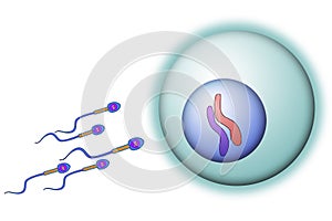 Sperm cells reaching an ovum
