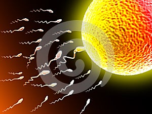 Sperm and egg cell