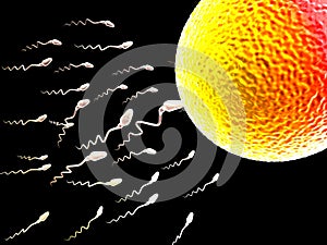 Sperm and egg cell