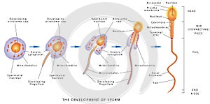 Sperm Development photo