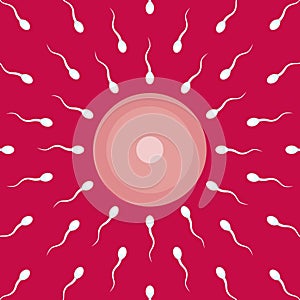 Sperm and Egg photo