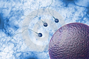 Sperm and Egg 3D Illustration