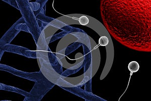 Sperm and Egg 3D Illustration