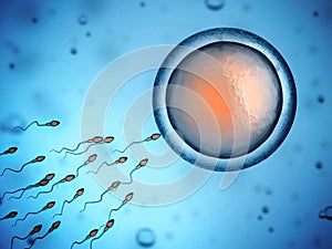 Sperm and egg cell