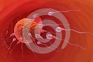 Sperm and egg cell. Natural fertilization. 3d illustration on red background