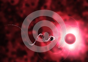 Sperm and egg cell photo