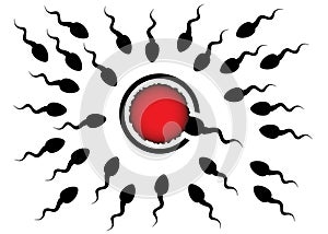 Sperm and egg cell. Spermatozoid reaches the target. Fertilization concept. Silhouette vector. photo