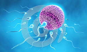 Sperm and Egg photo