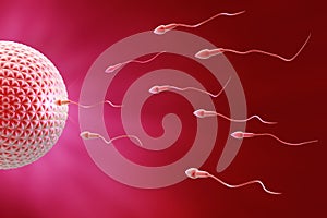 Sperm and egg Fecundation