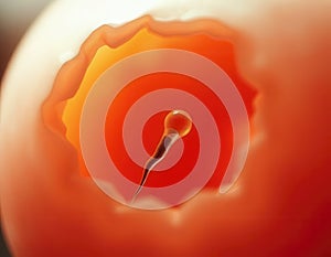 Sperm entering egg cell