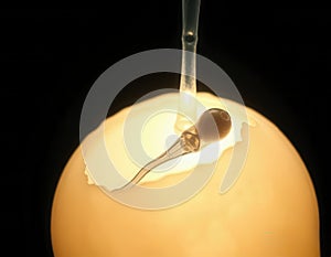 Sperm Entering Egg Cell