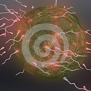 Sperm fertilising ovum