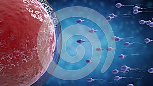 Sperm fertilize with ovum