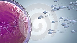 Sperm fertilize with ovum