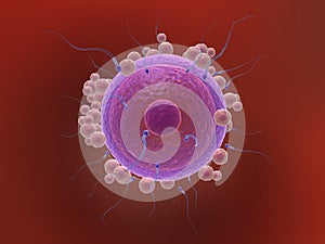 Sperm and human egg cell