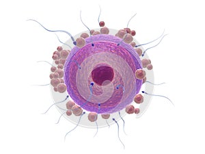 Sperm and human egg cell
