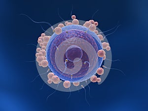 Sperm and human egg cell