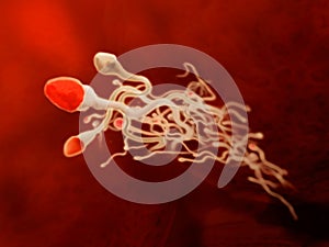 Sperm - illustration of sperm, close up view photo