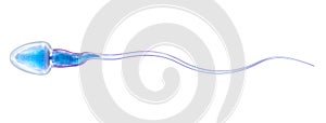 Sperm illustration isolated
