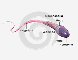 Sperm and its parts photo
