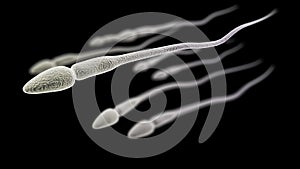Sperm macro on the black background