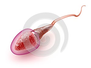 Sperm model photo