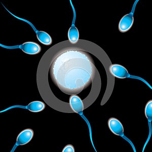 Sperm n egg